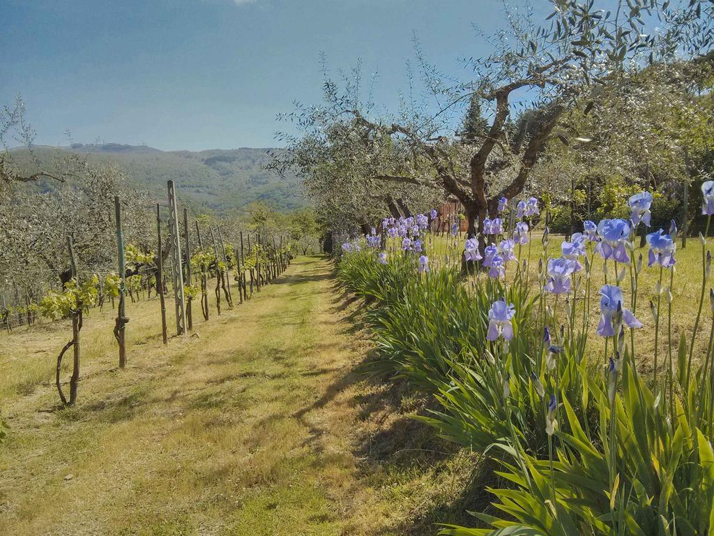 Tuscany Roses Arezzo Esterno foto